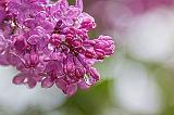 Wet Lilac_26764-7